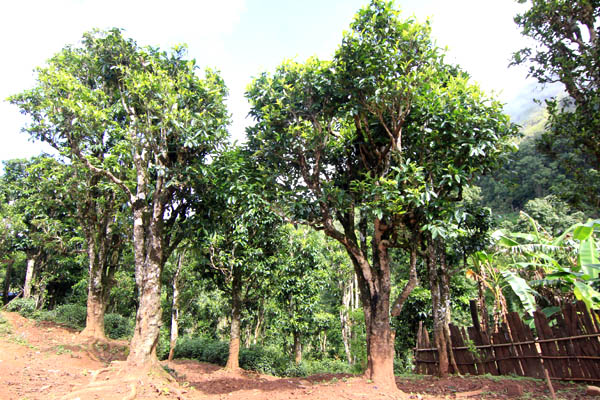 Thêm[-]207[-]cây[-]cổ[-]thụ[-]được[-]công[-]nhận[-]đủ[-]tiêu[-]chuẩn[-]Cây[-]Di[-]sản[-]Việt[-]Nam